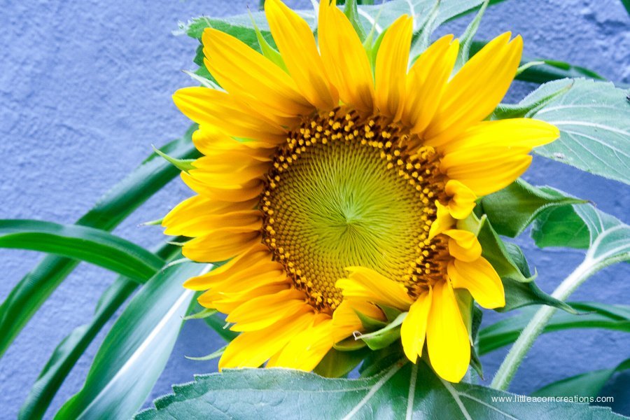 sunflower season!