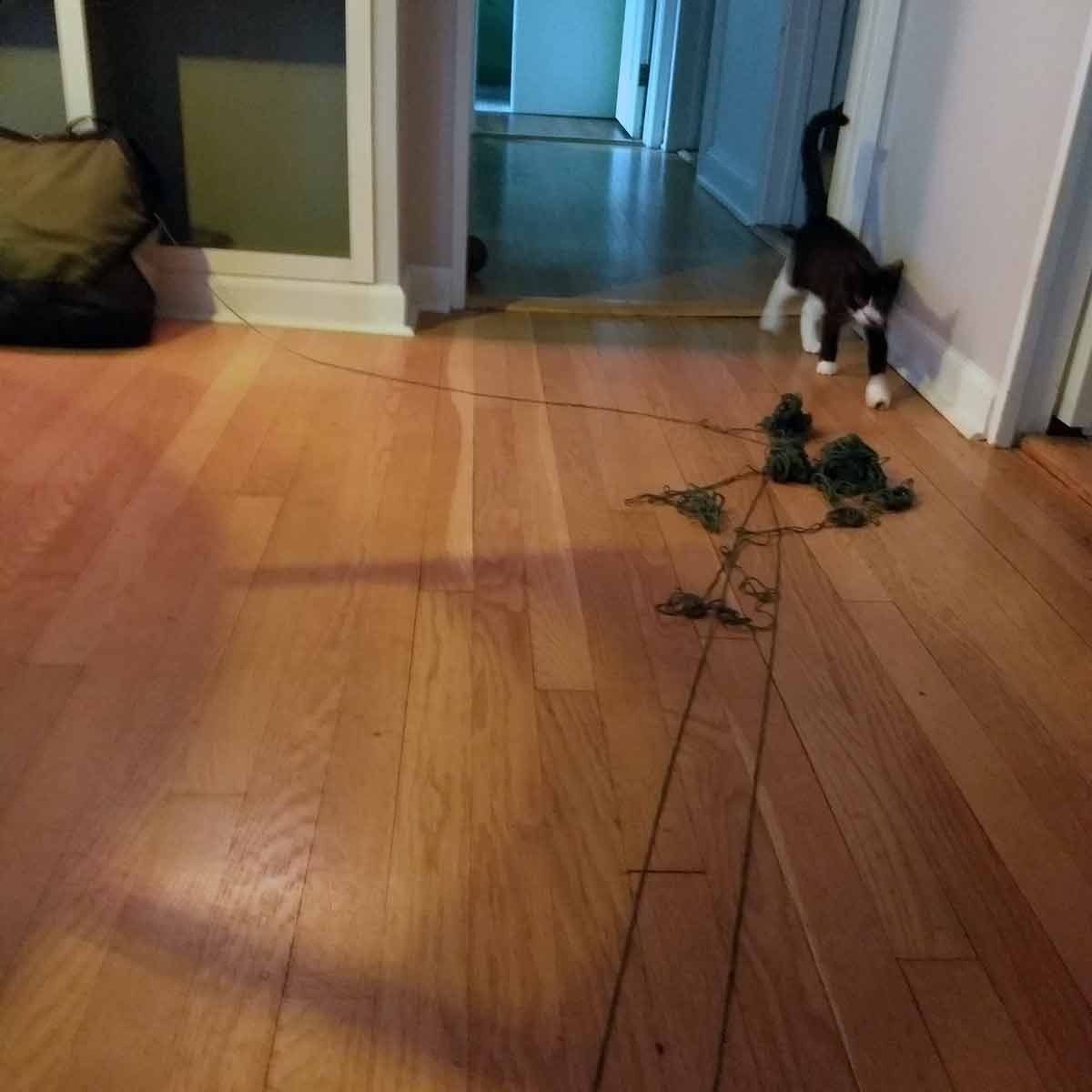 knitting with kittens