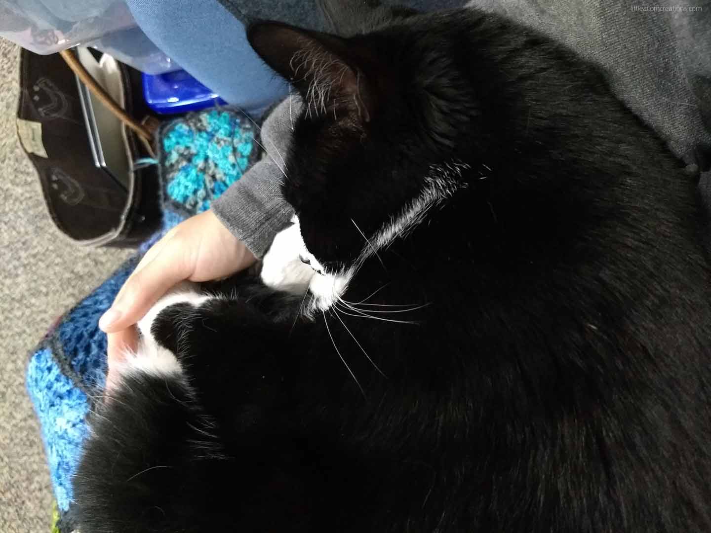 crocheting with cats