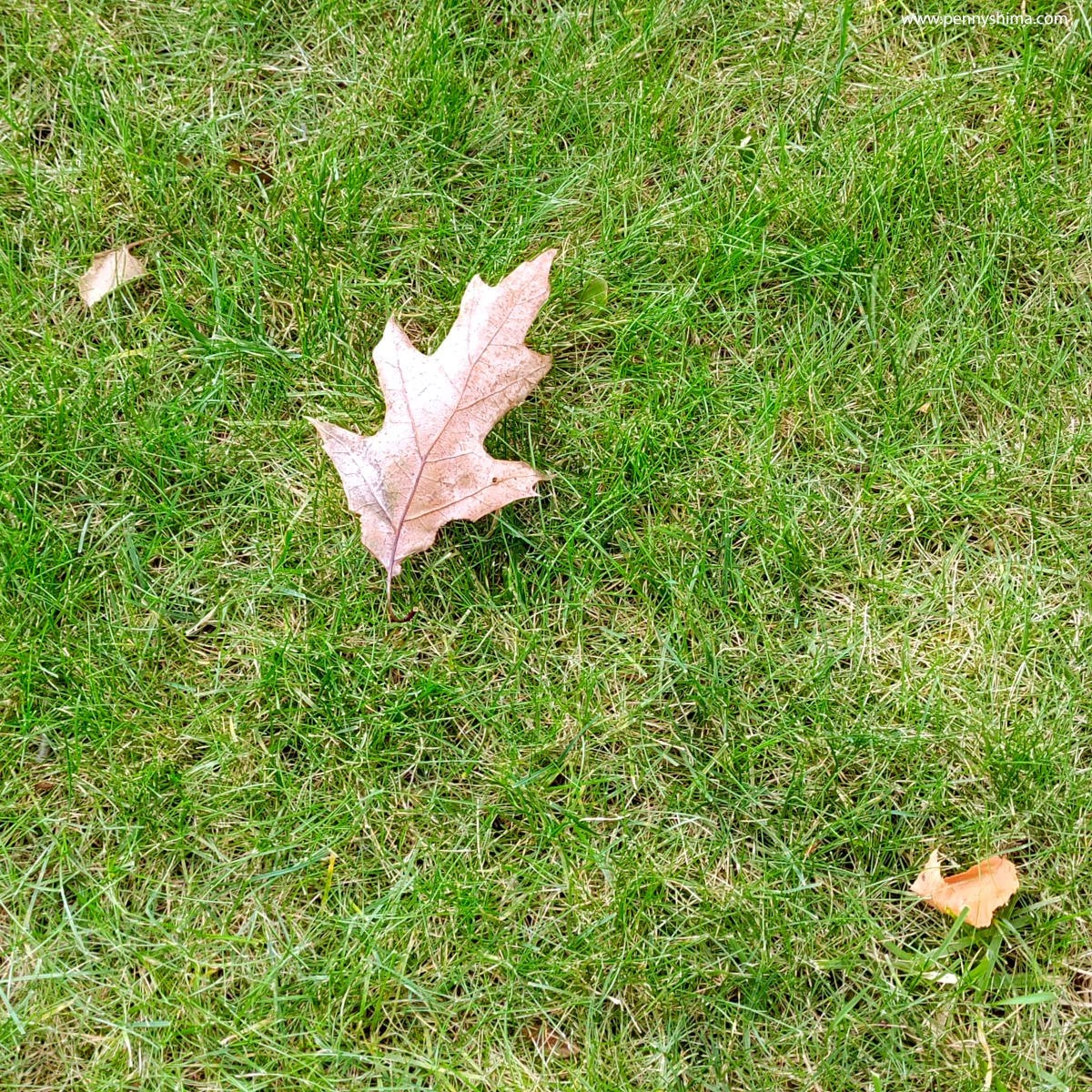 The Practice of Creative Seasons — Autumn