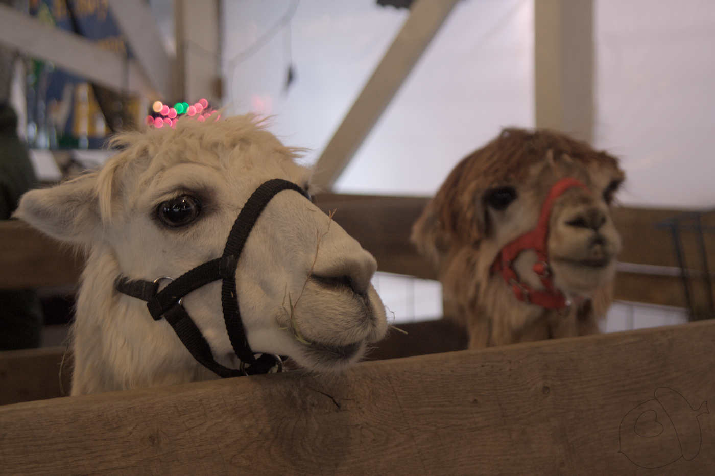 alpacas