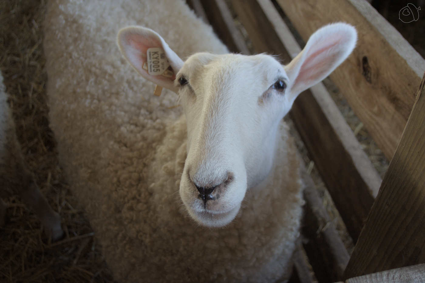 preparing for sheep and wool