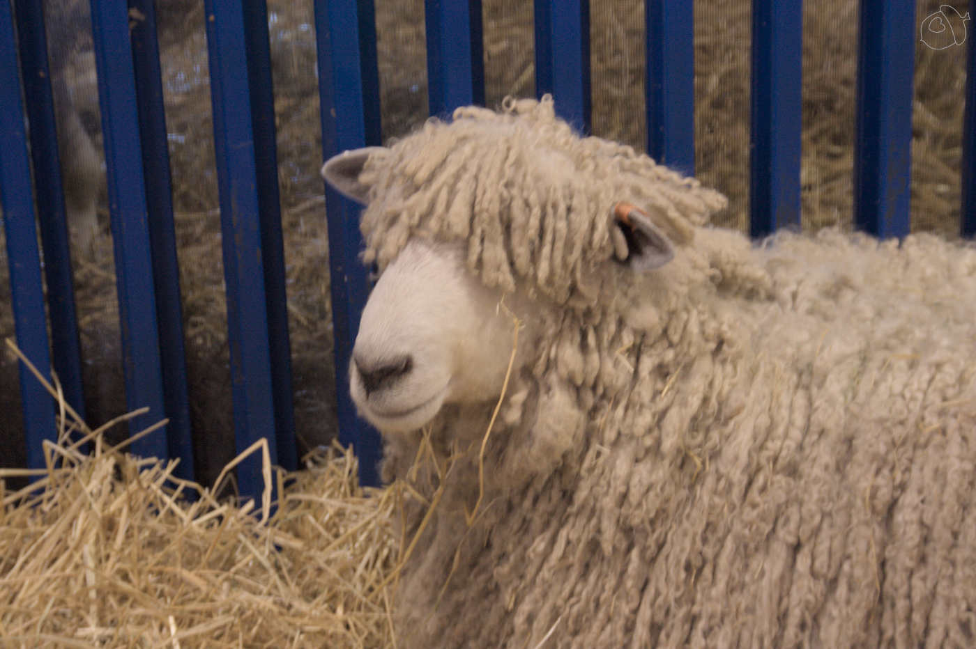 sheep