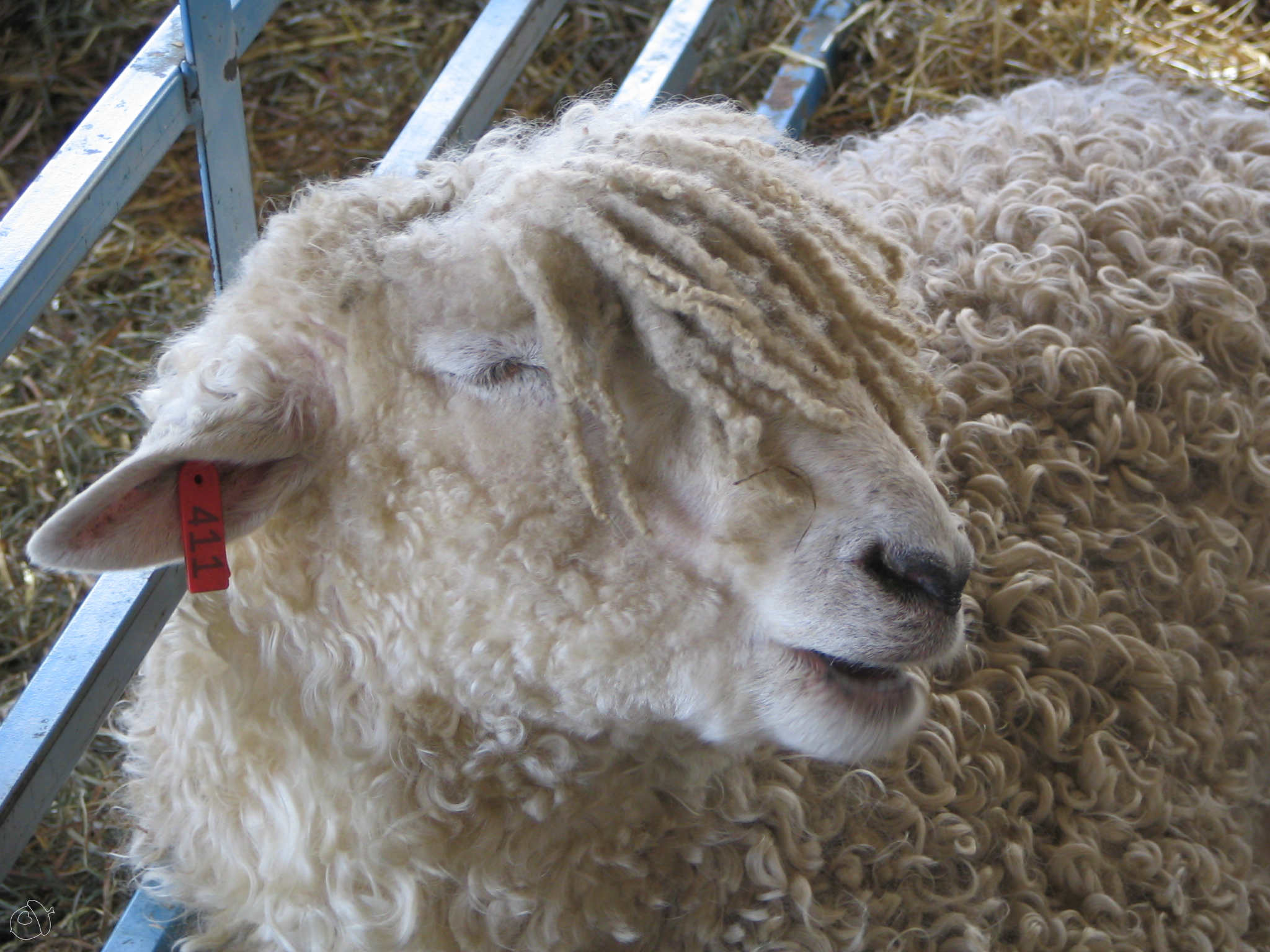 tips for after sheep and wool