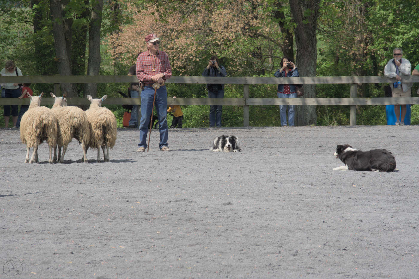 sheep dog showcase. two sheepdogs and 3 sheep with shepherd also in the ring.
